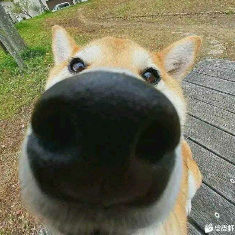 孟醒二四