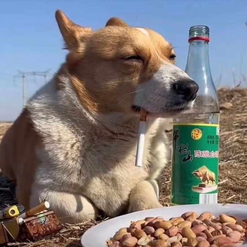 稳如doge