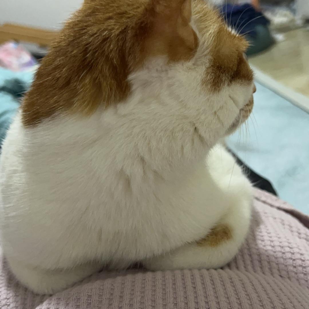 许多肉丶°ʚ(*´꒳`*)ɞ°