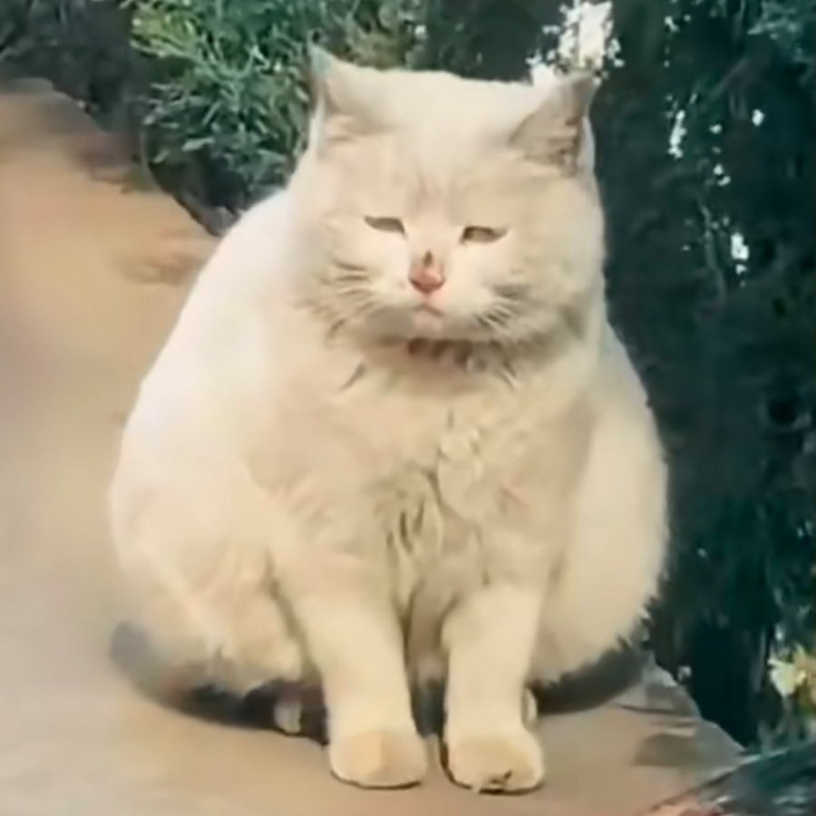 聪明蛋