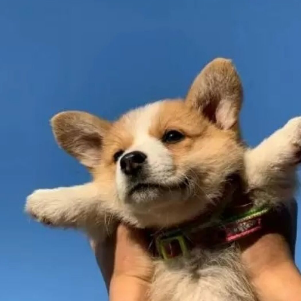 李二甩