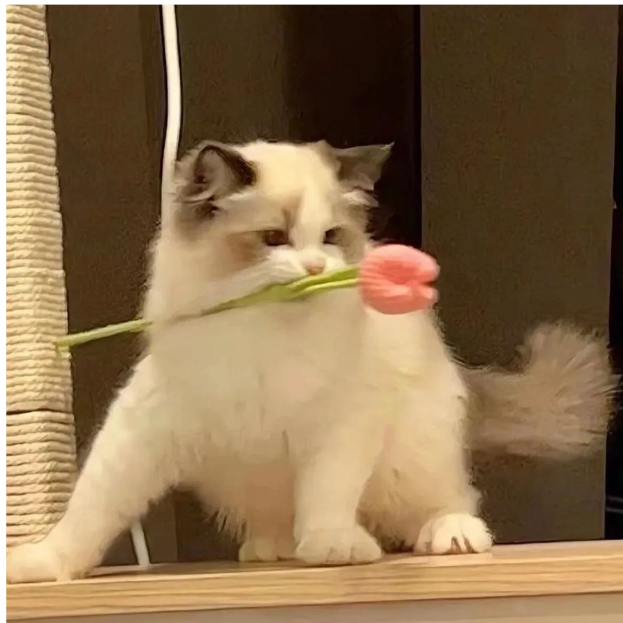 孤鹭寻月满