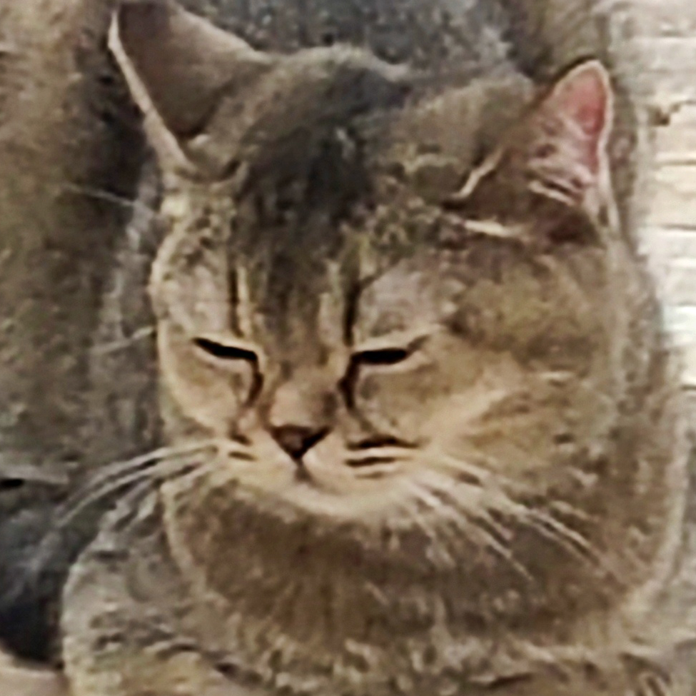 KSTD