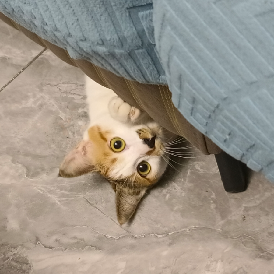三井命 黑猫