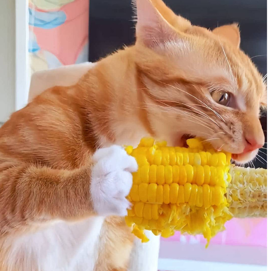 手机用户44313185