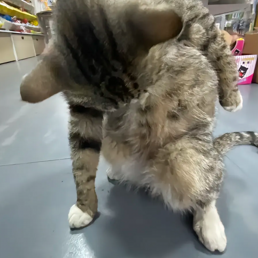 摸摸猫猫头