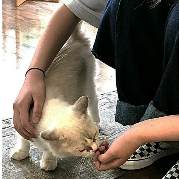 讨厌爱意四溅