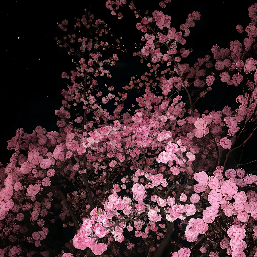 ★☆ÄÁÈÐÆサ☆★