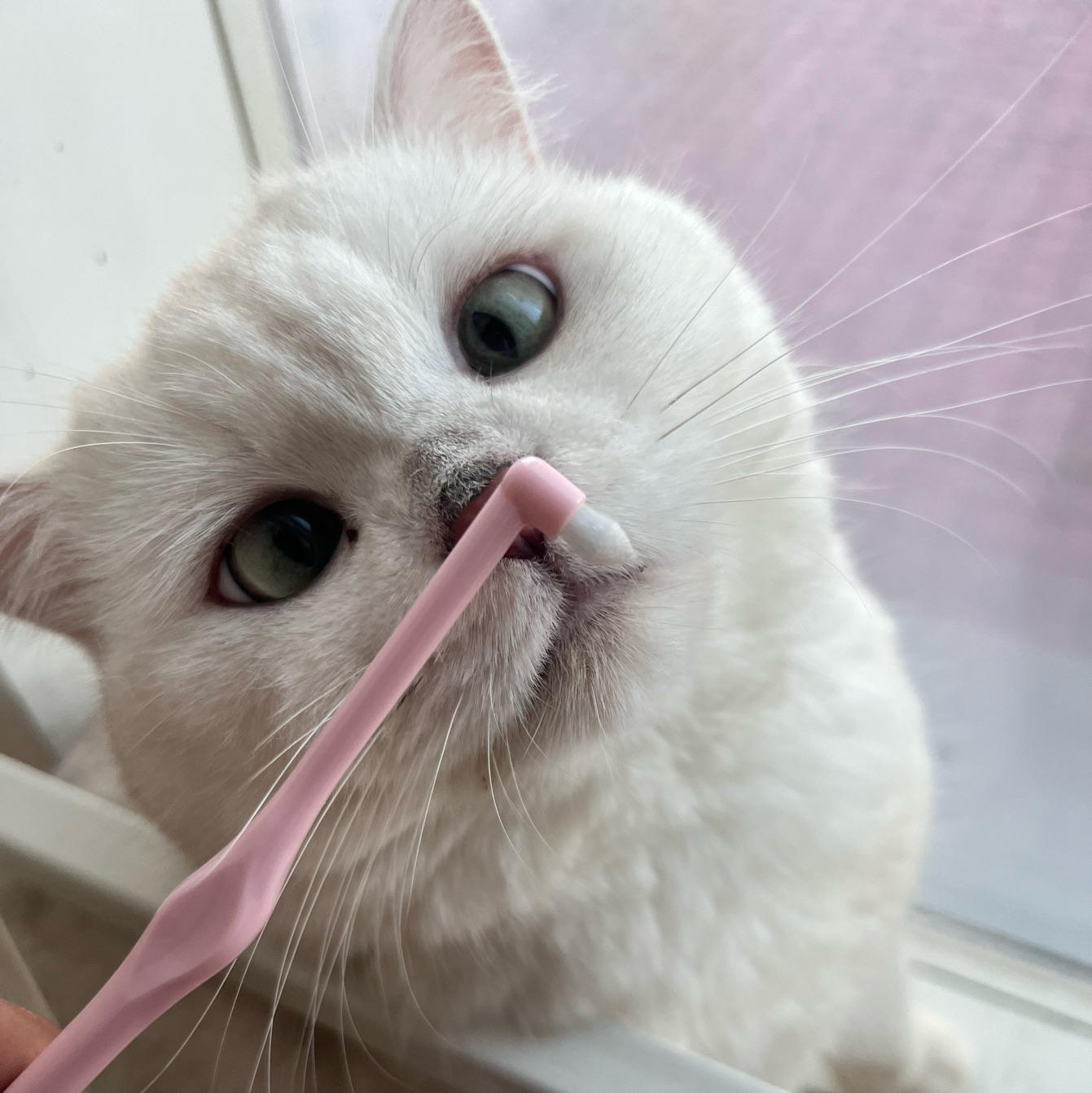 是伦霸霸阿