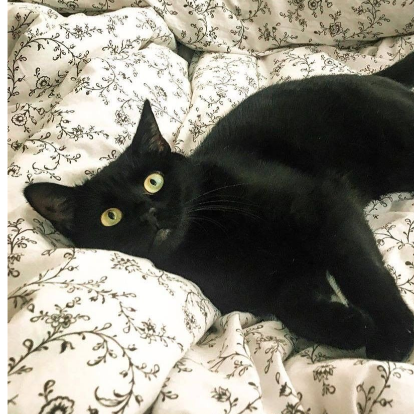折折猫