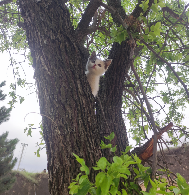 坚强的另一个名字叫硬撑💪