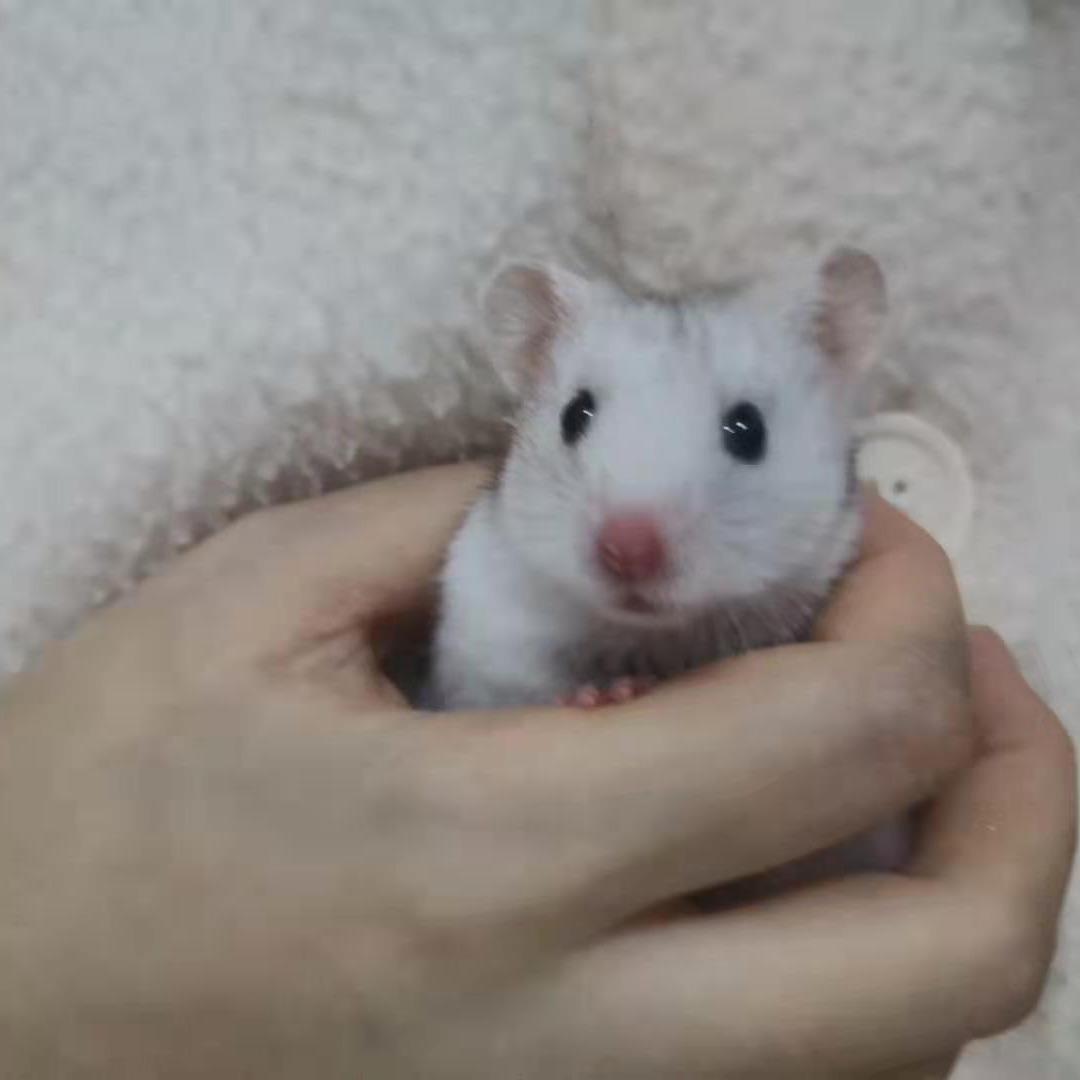 白云苍狗