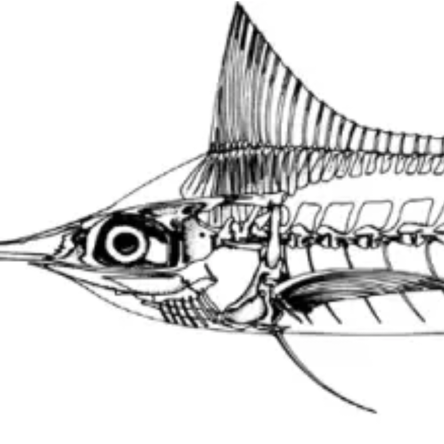 A.T.Psephurus