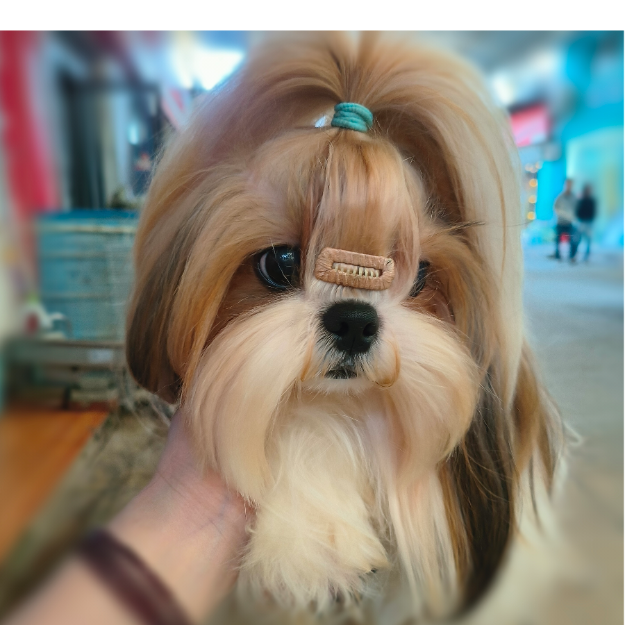 ꧁༺玩💗跳༻꧂