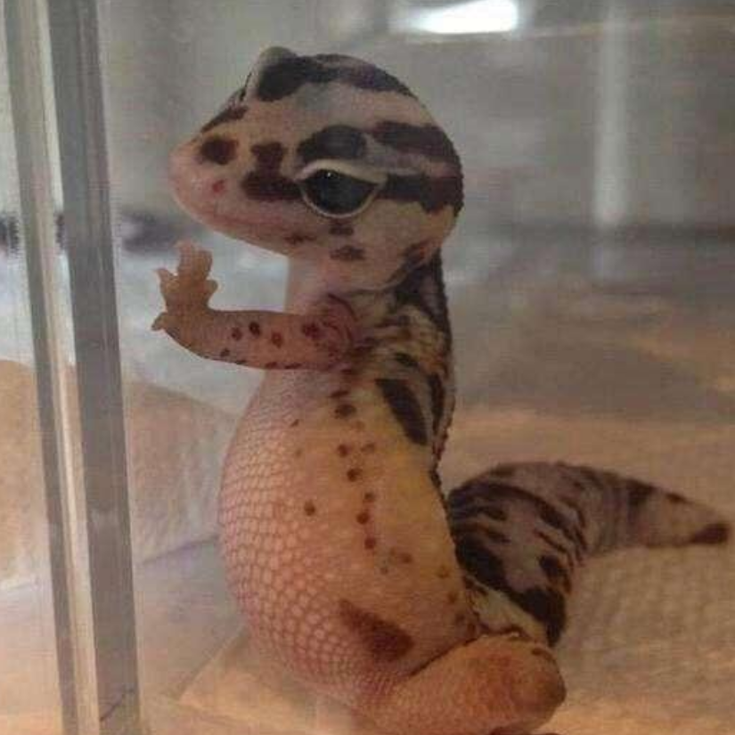 临池