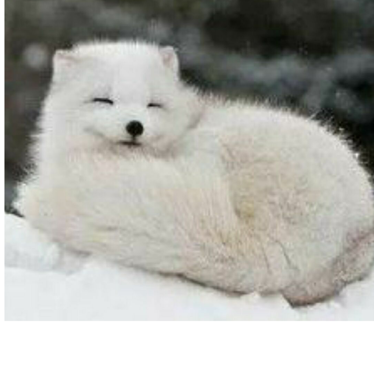 雪狐