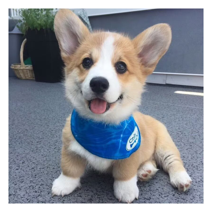 可是我没有感情