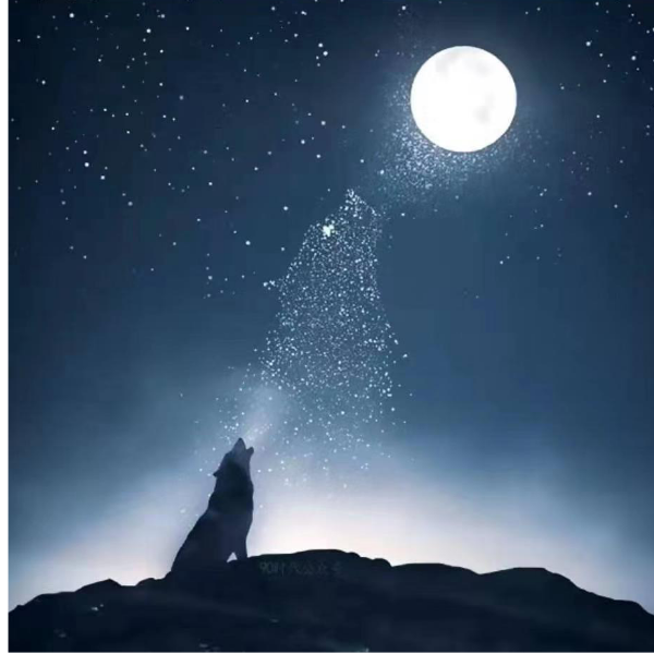 陈星宇