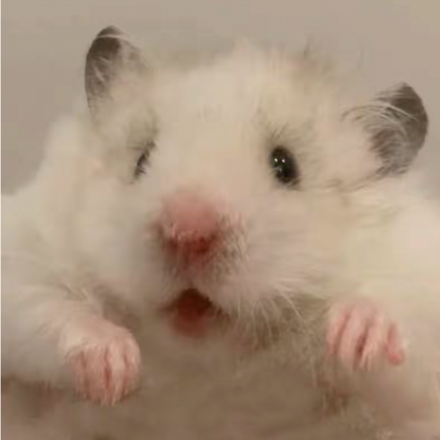 歌歌