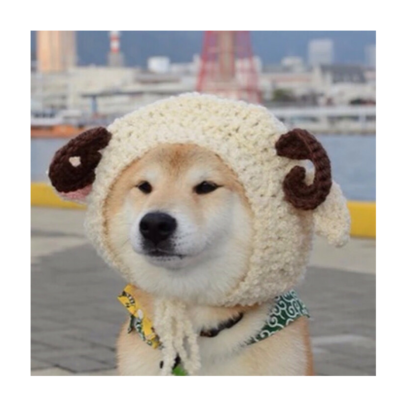 齐齐