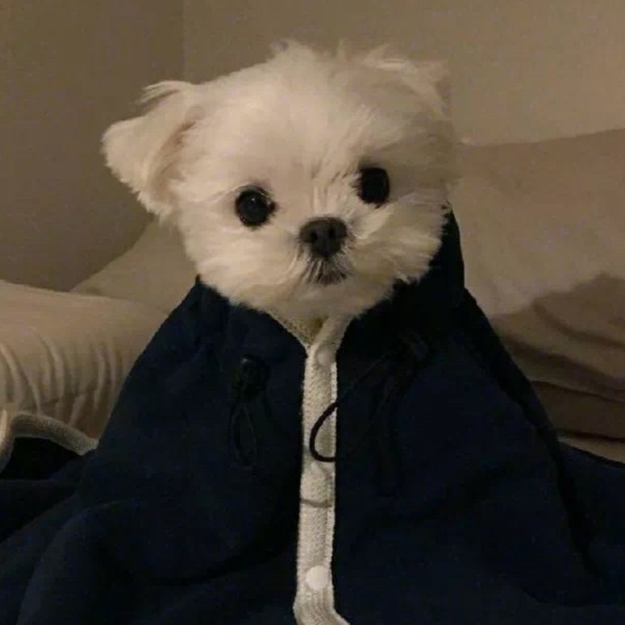 迷鹿