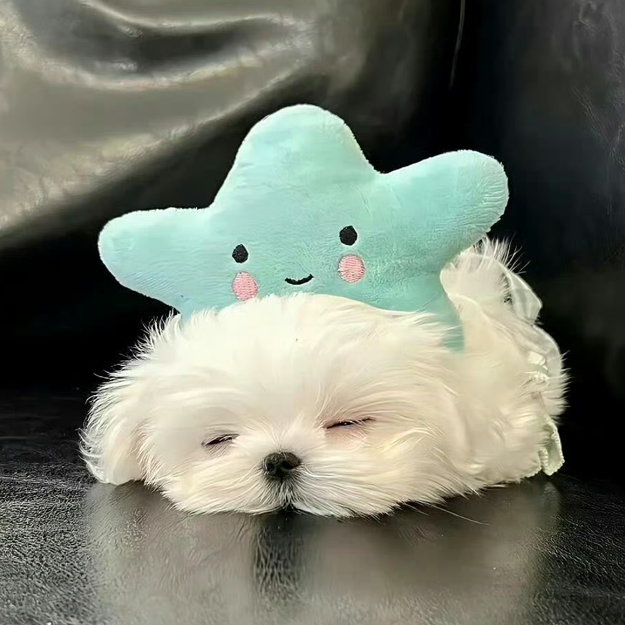 小鱼小鱼