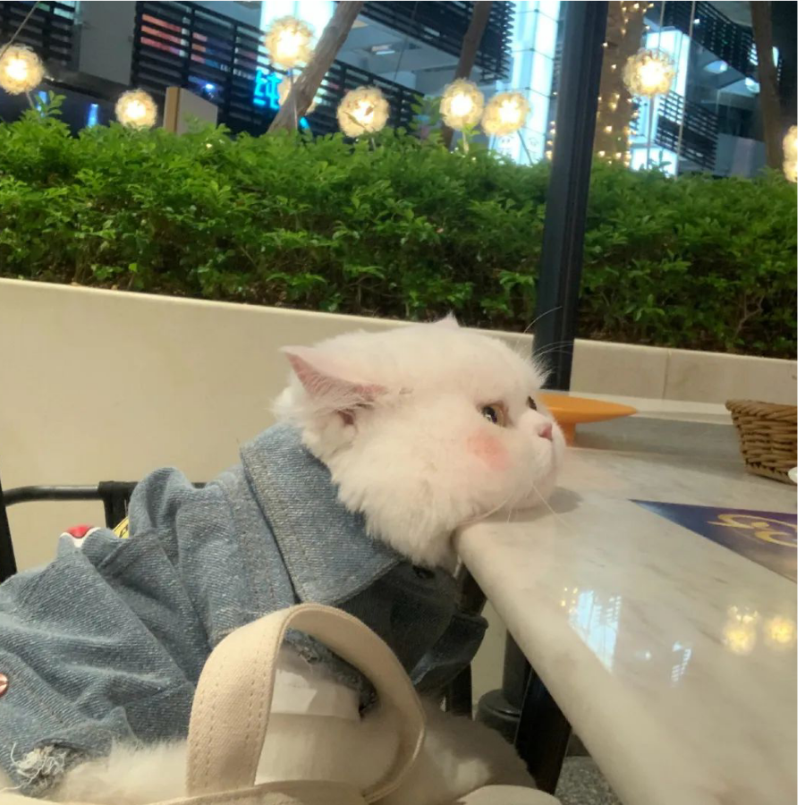 小妮.🌸