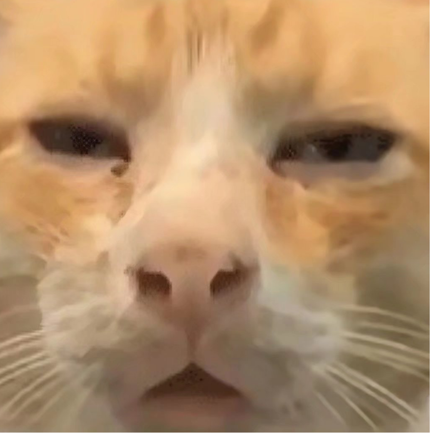 •᷄ࡇ•᷅