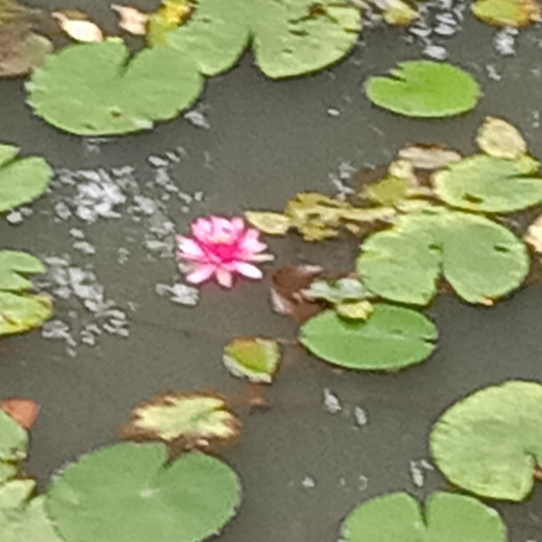 冬至至否