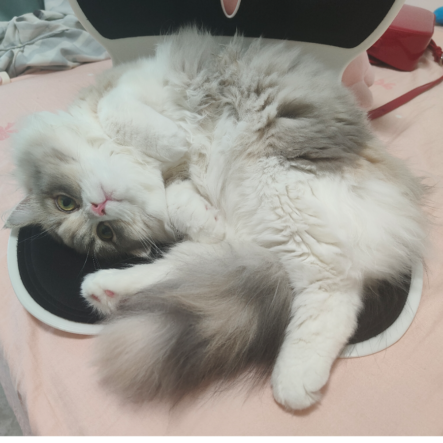 飞仙