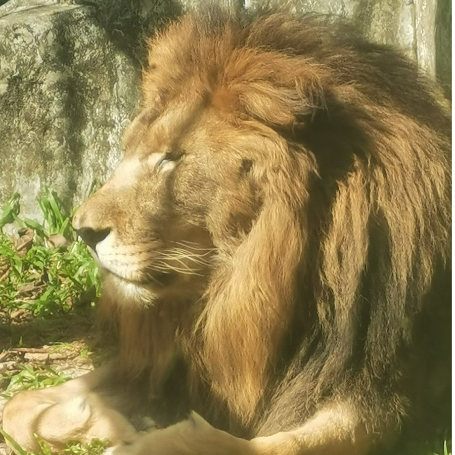 糖果拌饭