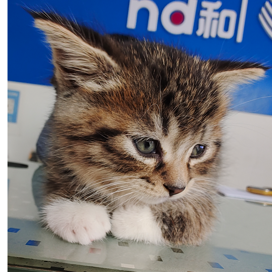 小猫辉辉