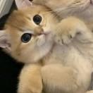 小猪胖乎乎？？
