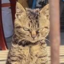 猫「上将」