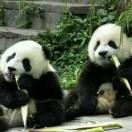 唬了吧唧