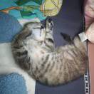 超级无敌狂暴龙战士