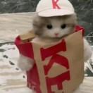 KFC小猫