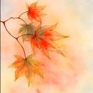 枫叶🍁