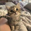 小新