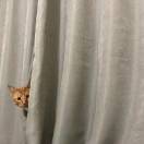 莲