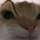 萤火小猫
