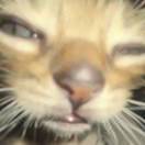 小鱼