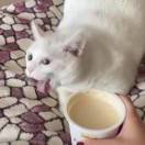 感情弱势