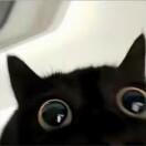 古猫宁