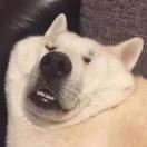 十全宝宝