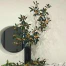 男人二十一枝花