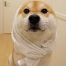 嫑