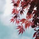 杨焯祺