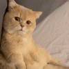 郑嘉豪可爱猫