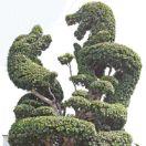 古月子